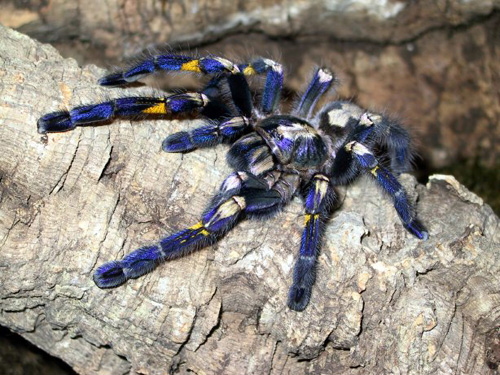 Tarantula zafírová